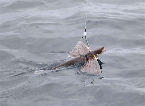 How To Rig A Flying Fish For The Kite .
